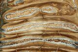 Polished Mammoth Molar Slice - South Carolina #333757-1